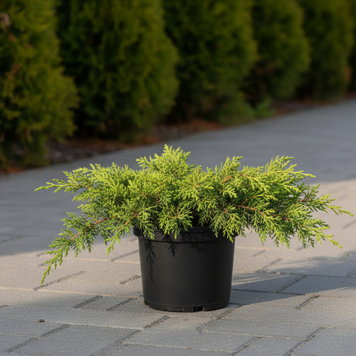 Можжевельник обыкновенный Грин Карпет купить