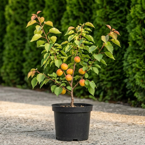 Абрикос Кунач купить