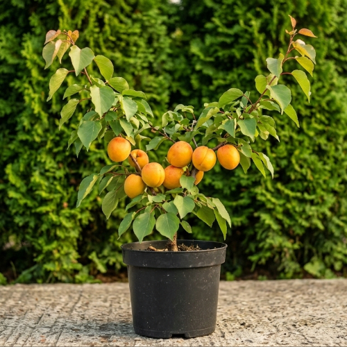 Абрикос Монастырский купить