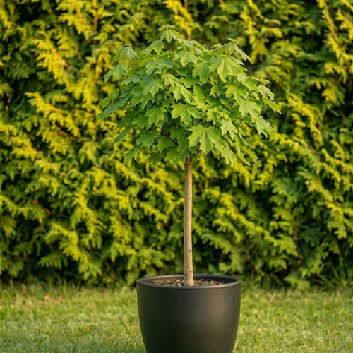 Клен остролистный Королева Эмеральд купить