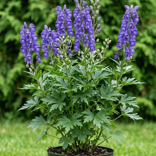 Аконит (борец) Кармайкла Арендси купить