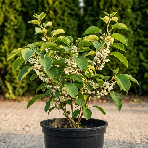 Актинидия острая Мэйл Запылач купить