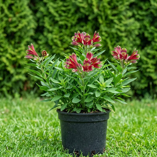 Альстремерия хорошенькая Мона Лиза купить