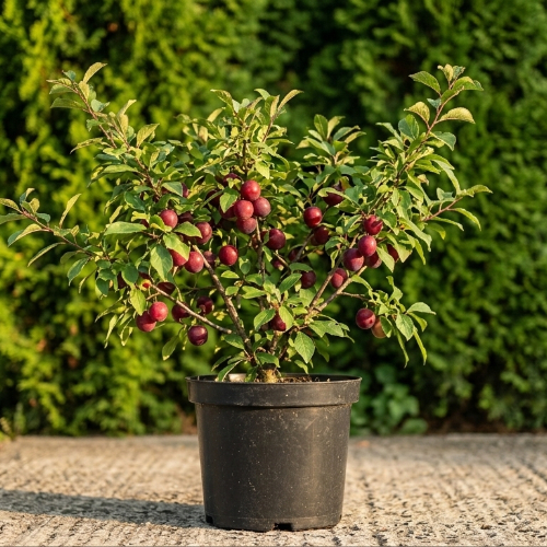 Алыча Асалода купить