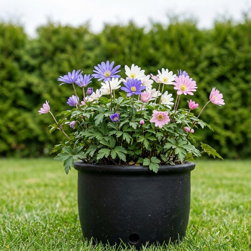 Ветренница нежная купить