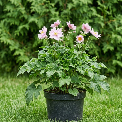 Ветренница гибридная Криспа купить