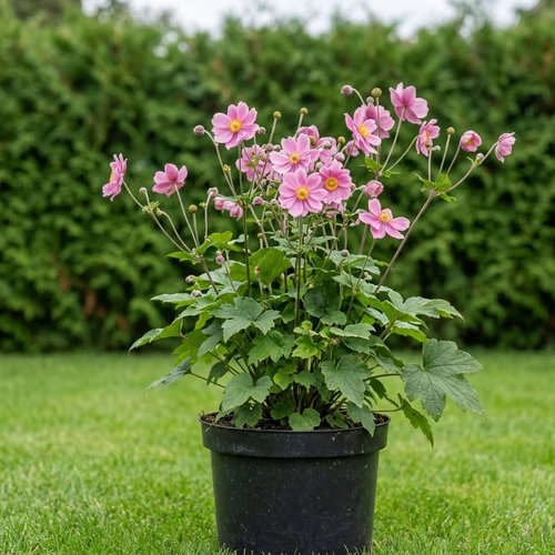 Ветренница гибридная Серенада купить