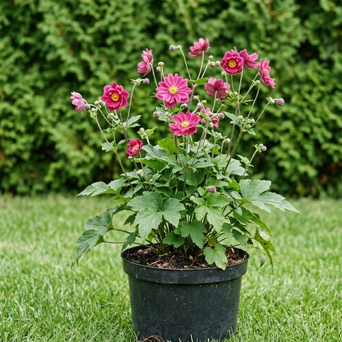 Ветренница японская Памина купить