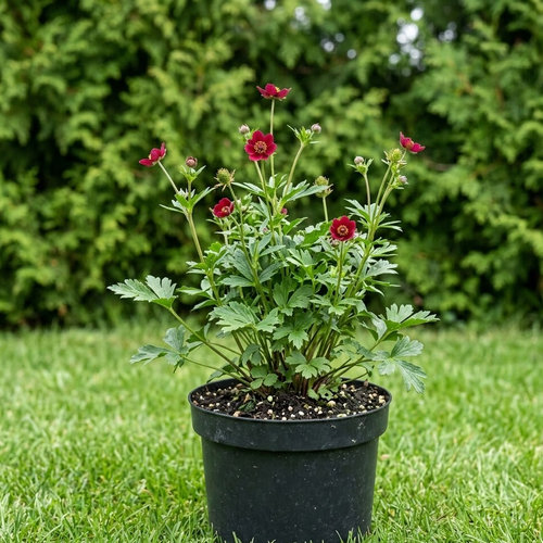 Ветренница мультифида (многонадрезная) Рубра купить