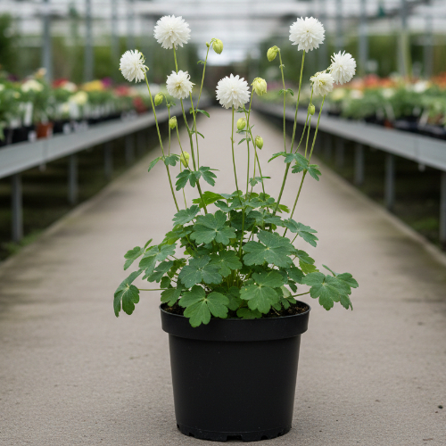 Аквилегия гибридная Барлоу Вайт купить