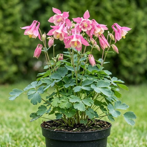 Аквилегия гибридная Джевел Пинк купить