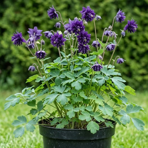 Аквилегия гибридная Нора Барлоу купить