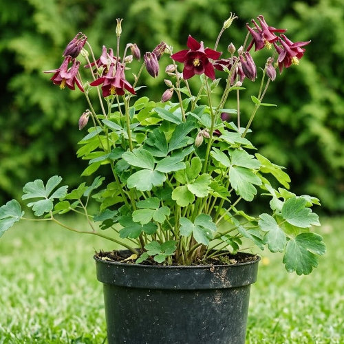 Аквилегия обыкновенная Руби Порт купить