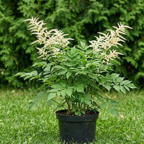 Волжанка обыкновенная Камчатская купить