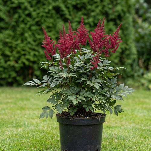 Астильба японская Монтгомери купить