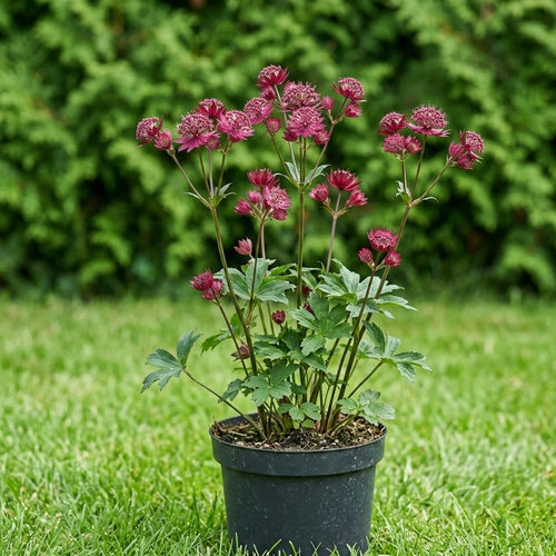 Астранция крупная Claret купить