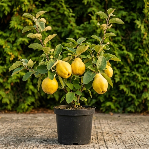 Айва Мария купить