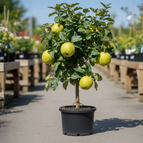 Айва Мечта купить