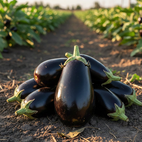 Баклажан Донской купить