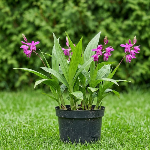 Блетилла полосатая  купить