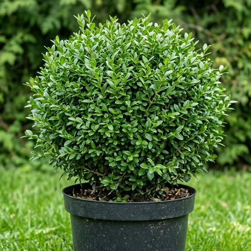 Самшит вечнозелёный (шаровидный) купить