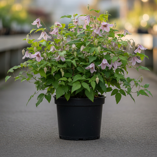 Клематис Атрагене Вилли купить