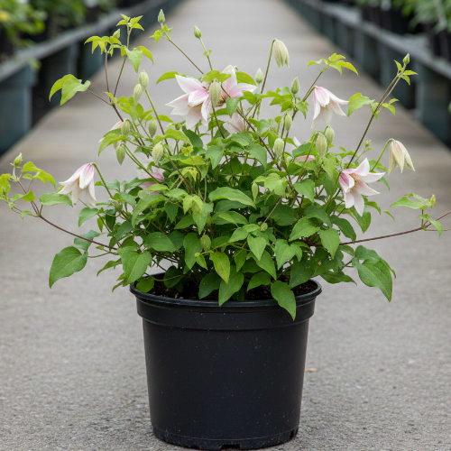 Клематис Инносент Блаш купить