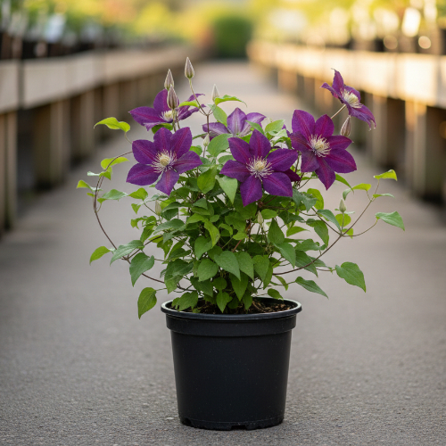 Клематис Жакмани купить