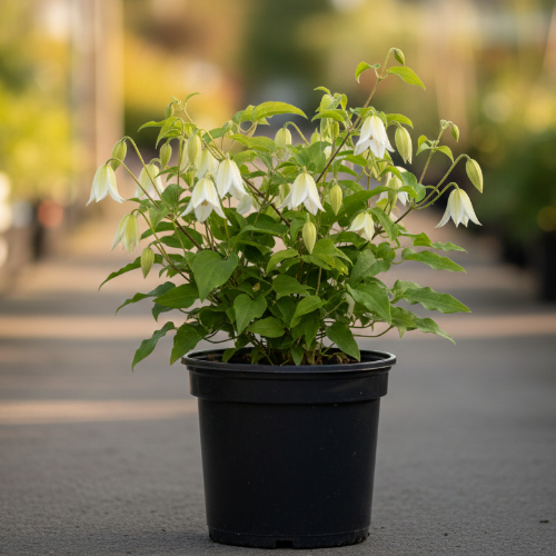 Клематис Витицелла Эльф купить