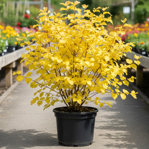 Дерен белый Аурея купить