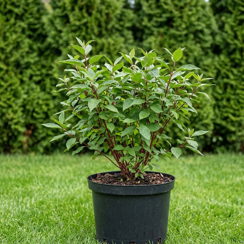 Дерен белый Вестонбёт купить