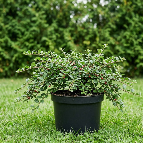 Кизильник замежный Декорус купить