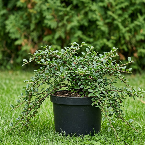 Кизильник Даммера Айххольц купить