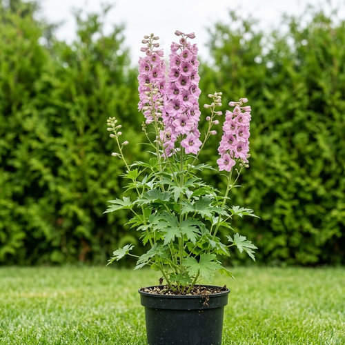 Дельфиниум культурный Гигант купить