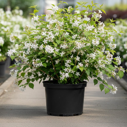 Дейция изящная купить