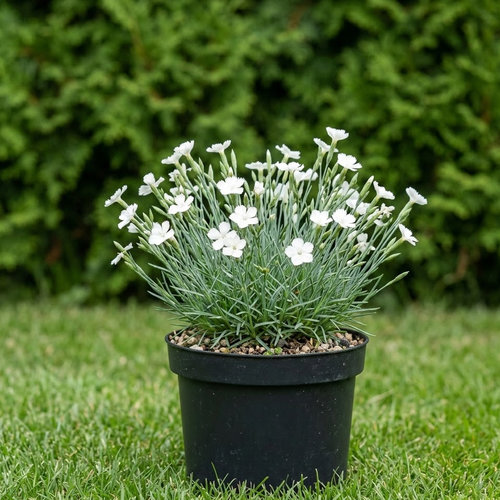 Гвоздика дельтовидная Альбус купить