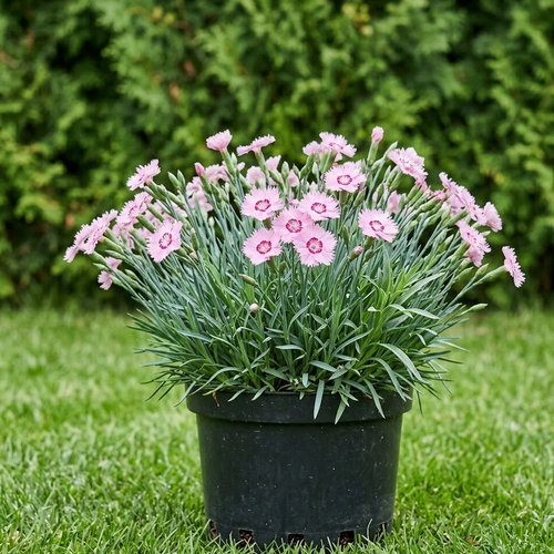 Гвоздика перистая Ине купить