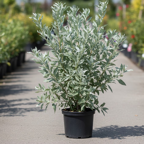 Лох серебристый  купить