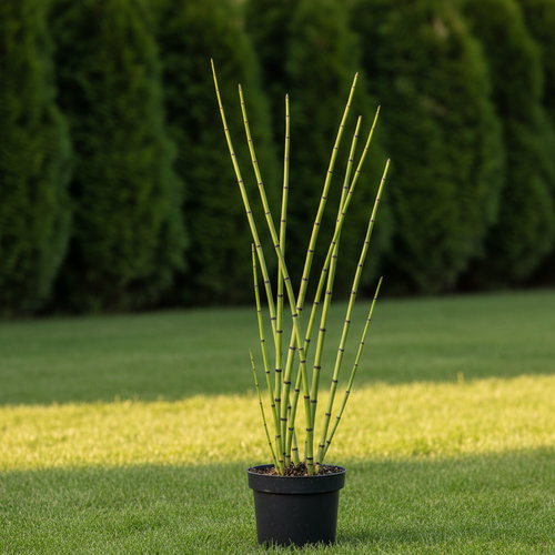 Хвощ японский  купить