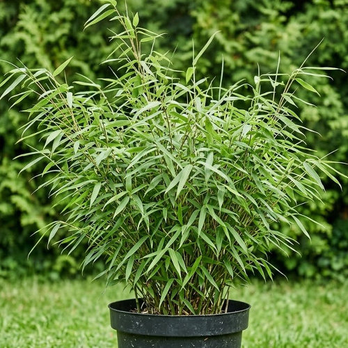 Фаргезия рута купить