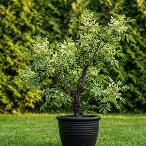 Ясень обыкновенный купить