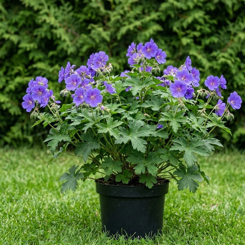 Герань великолепная Розмур купить
