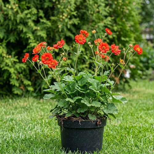 Гравилат ярко-красный Бориси купить