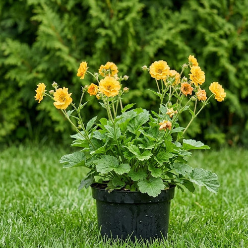 Гравилат Дубле Sunrise купить