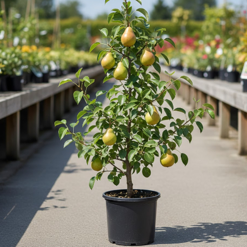 Груша Памяти Яковлева купить