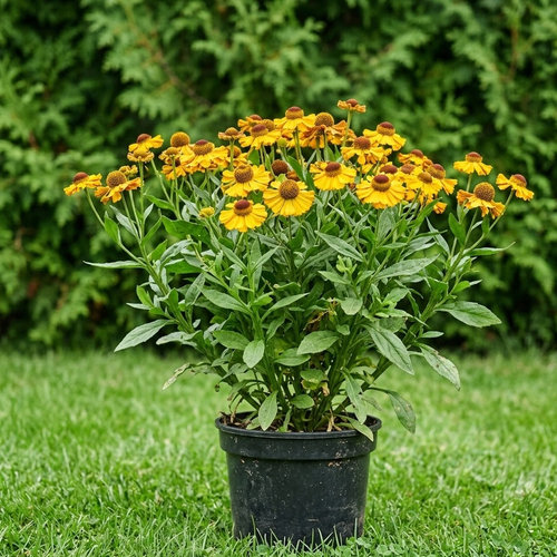 Гелениум гибридный Отом Лоли Поп купить