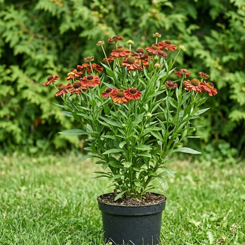 Гелениум гибридный Челси купить