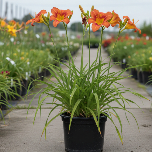 Лилейник гибридный Мауна Лоа купить