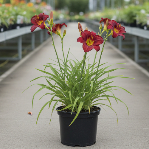 Лилейник гибридный Пардон Ми купить