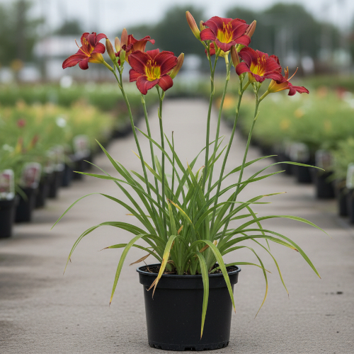 Лилейник гибридный Сэмми Расселл купить